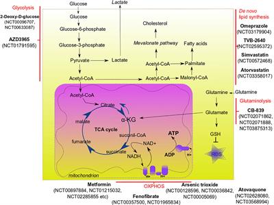 Metabolic Targeting of Cancer Stem Cells